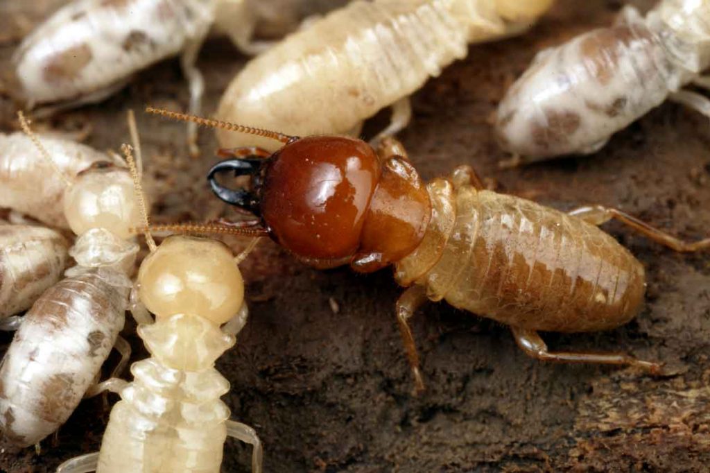 How Much Is A Termite Inspections Cost? A Guideline For Termite Treatment