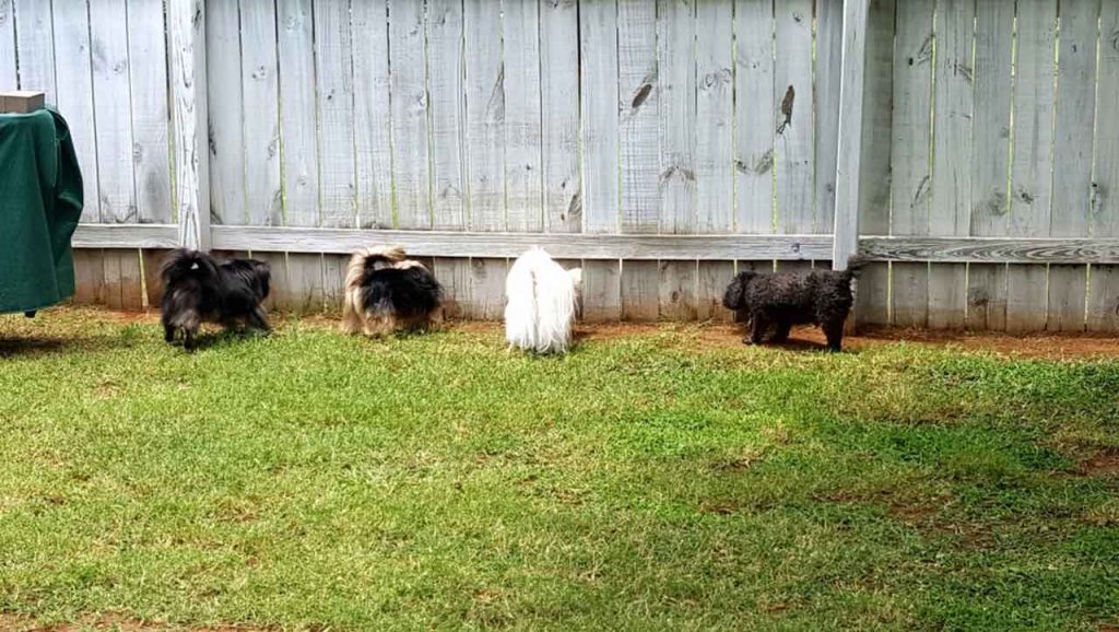 Various Model Of Backyard Fencing Ideas For Dogs to Carefree Your Pet